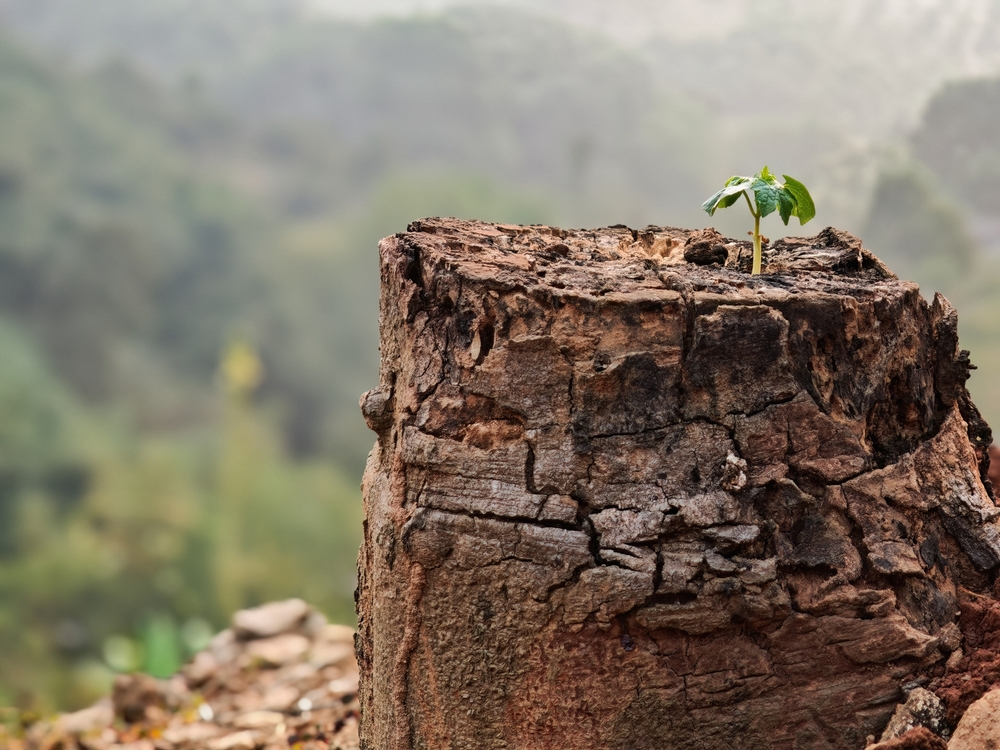 tree on a tree -resilience